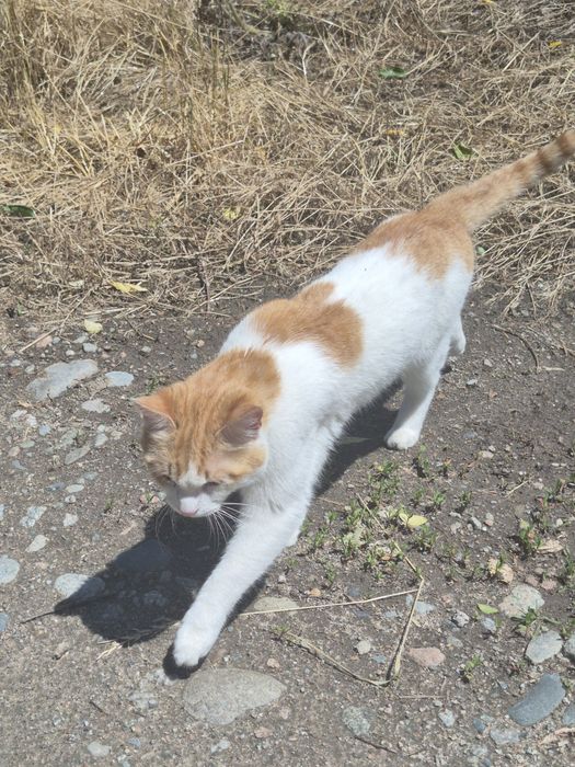Отдам бесплатно кота
