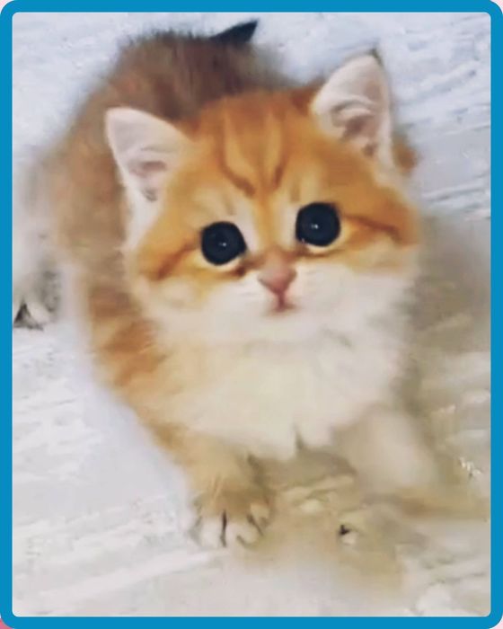 Продаются золотые шиншиллы