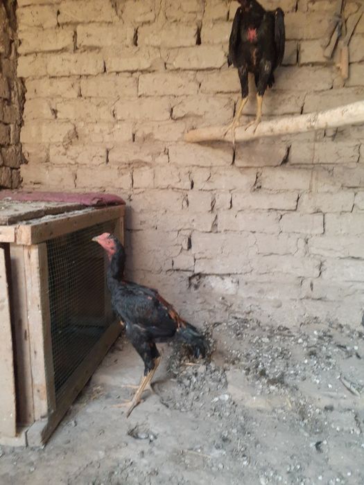 Qora odamning eshagini yalaydi