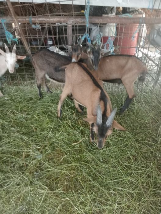 Vând iezi din rasa Alpină franceză și Saanen