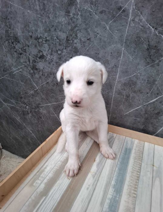 Отдам в добрые руки щенков, возраст 1 месяц