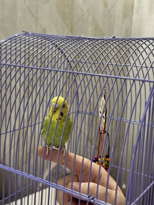 Волнистые попугаи