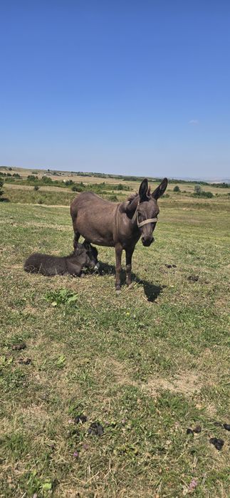 Magarite de vanzare cu pui si gestante