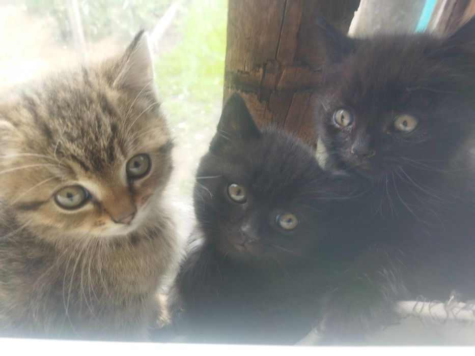 Отдам в хорошие руки котят