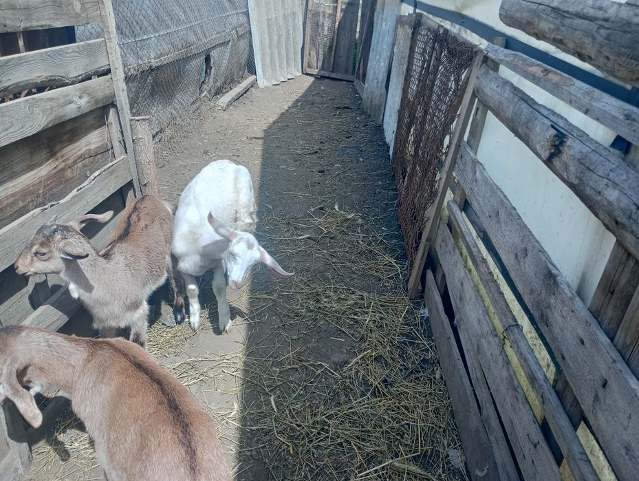 Vând Iadă și țap