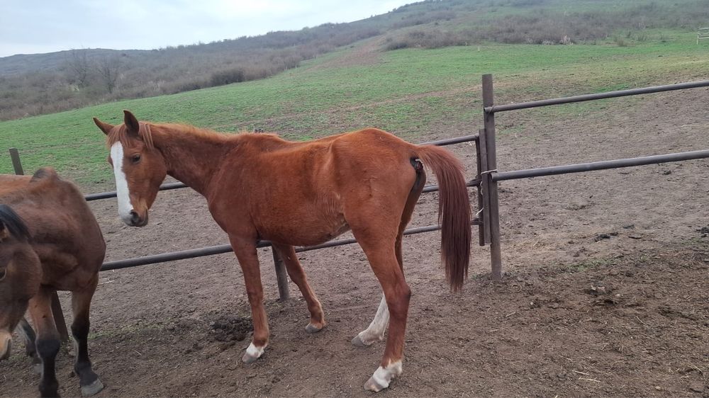 Буаз байталдар  .