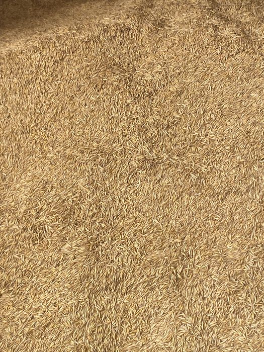 Vând ovăz preț 1 50 pentru mai multe detalii sunați la numărul de tel