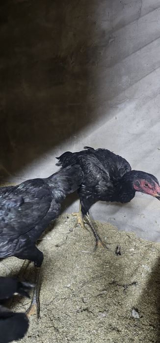 Дакан бойцовая птица