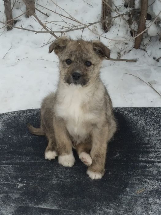 Щенки бесплатно в добрые руки