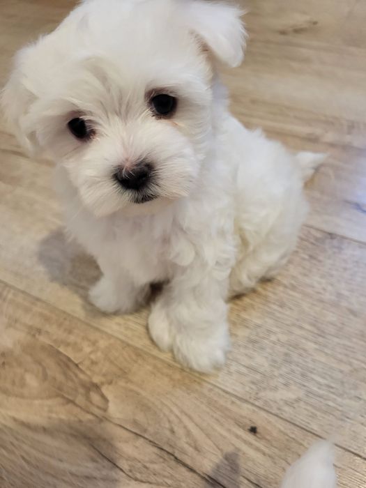 Vând bichon maltez