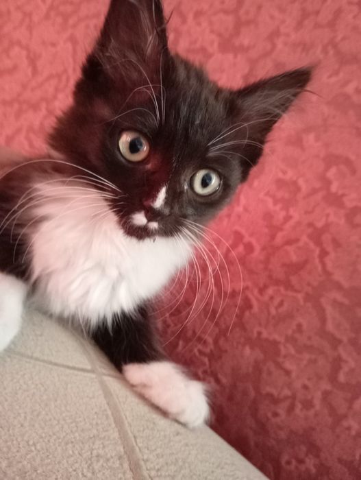 Отдам девочек в добрые руки