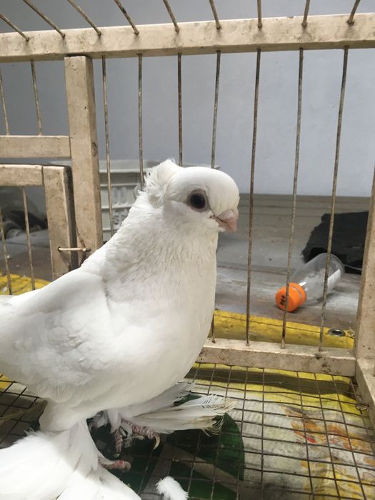 Белая самка молодая