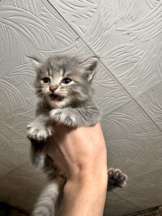 Милые котята ищут дом