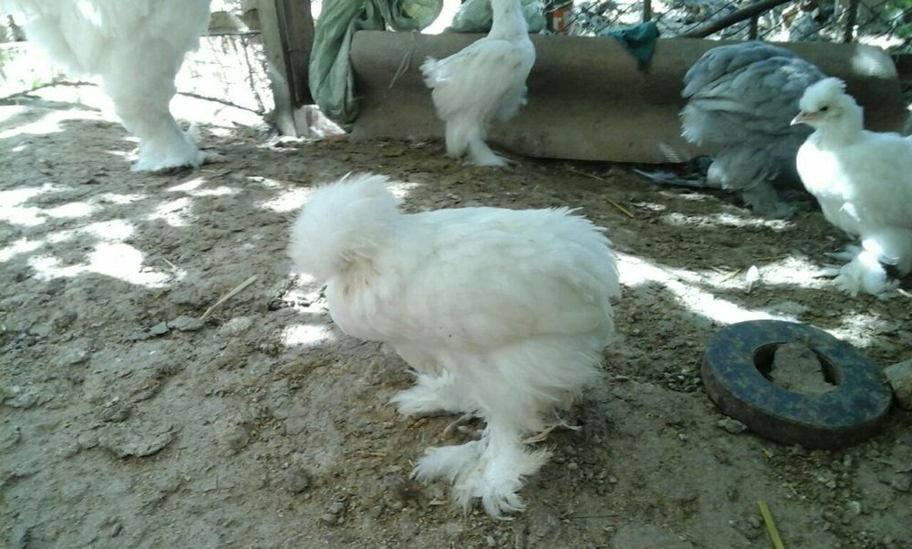 Продаю свой инкубатор на 480 яиц.На фото выведенная птица с моего инку