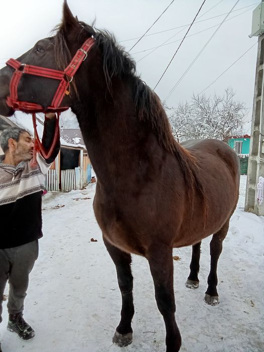 Vând sau schimb mânză de 3 ani gestanta