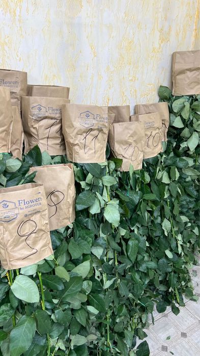 Пионы по оптовой цене