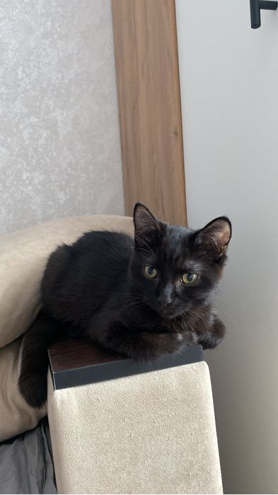 Отдам в добрые руки бесплатно