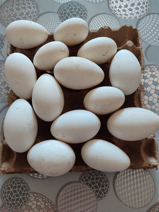Продам гусиные яйца