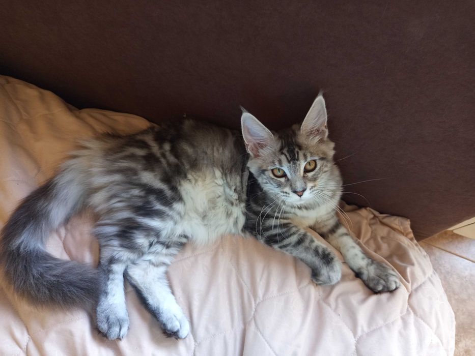 Maine Coon,малко коте