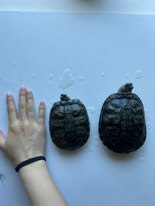 Продам 2х черепах