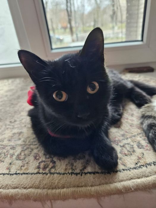 Молодые кошечки в поиске дома