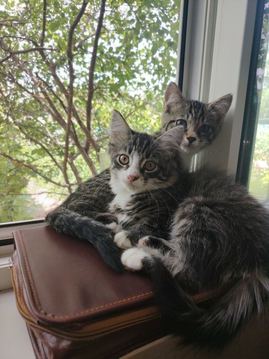 Отдам котят срочно очень красивые