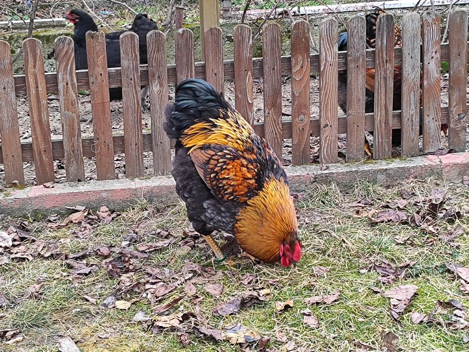 Vând cocos Wiandotte pe negru