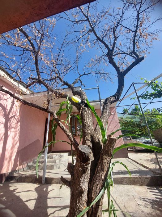 Продам дерево на спил