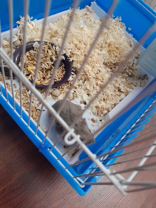 Продам хомячка с клеткой