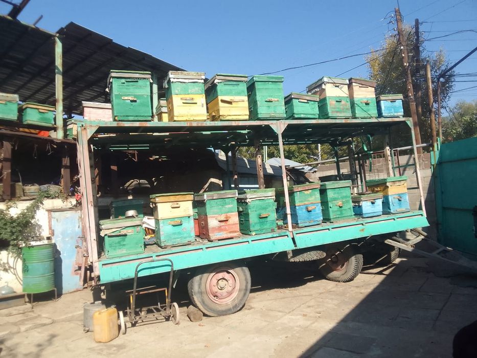 Пчёлинные семьи в ульях