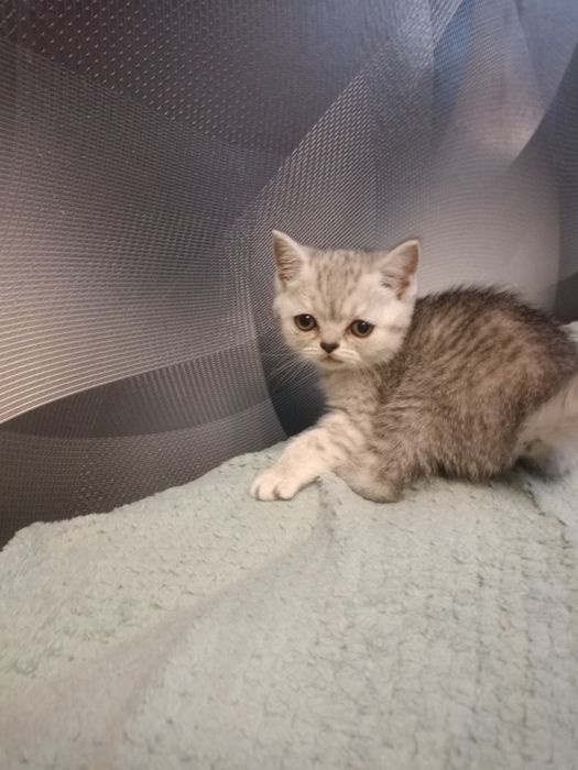 Шотландские котята