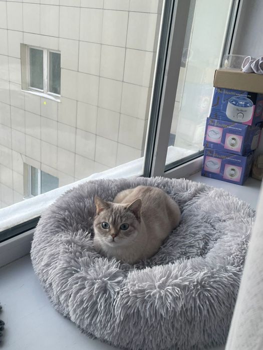 шотландская кошка