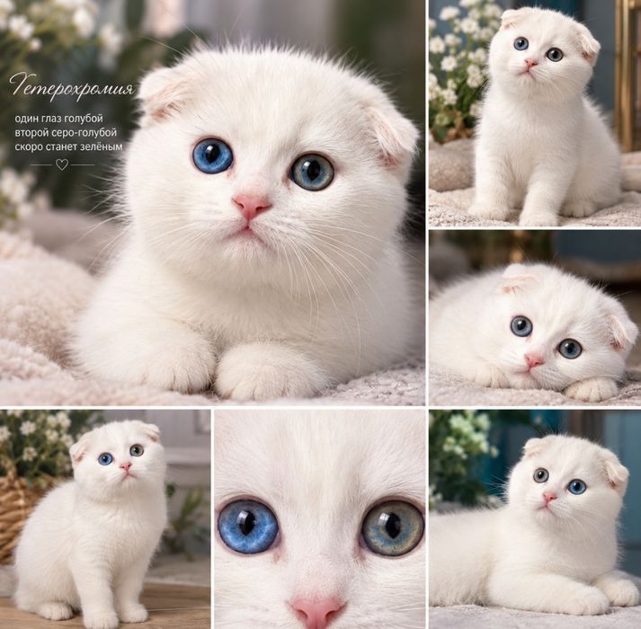 Котик разноглазый Шотландский