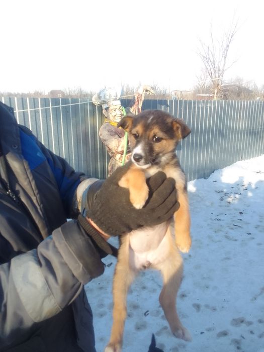 Отдам кутят .щенков