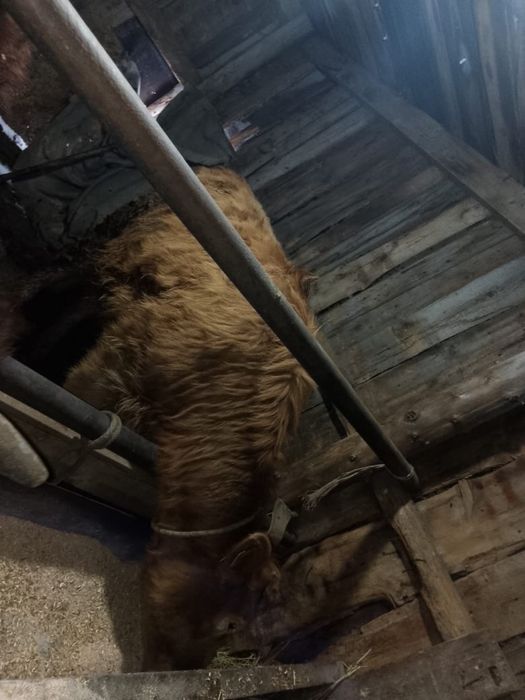 срочно продам бычки и телата