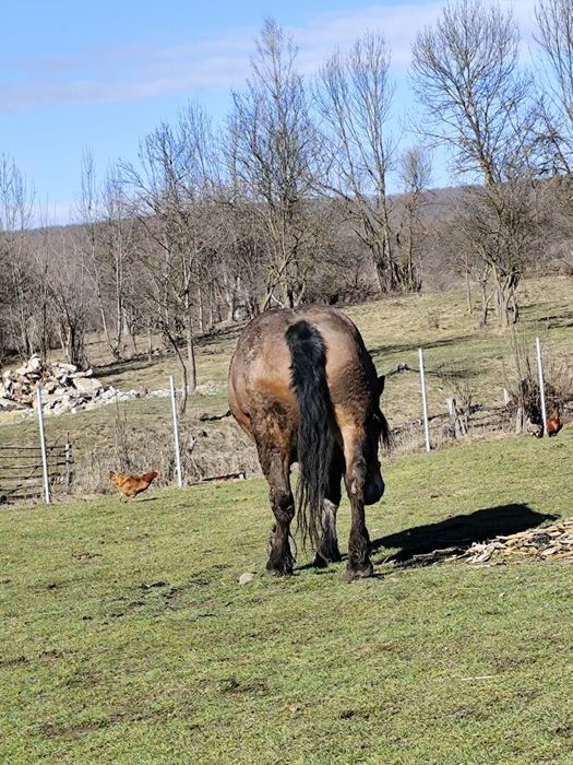 Vând iapa semigreu ,6 ani acte tot