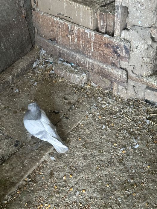 Кептер голубы птица