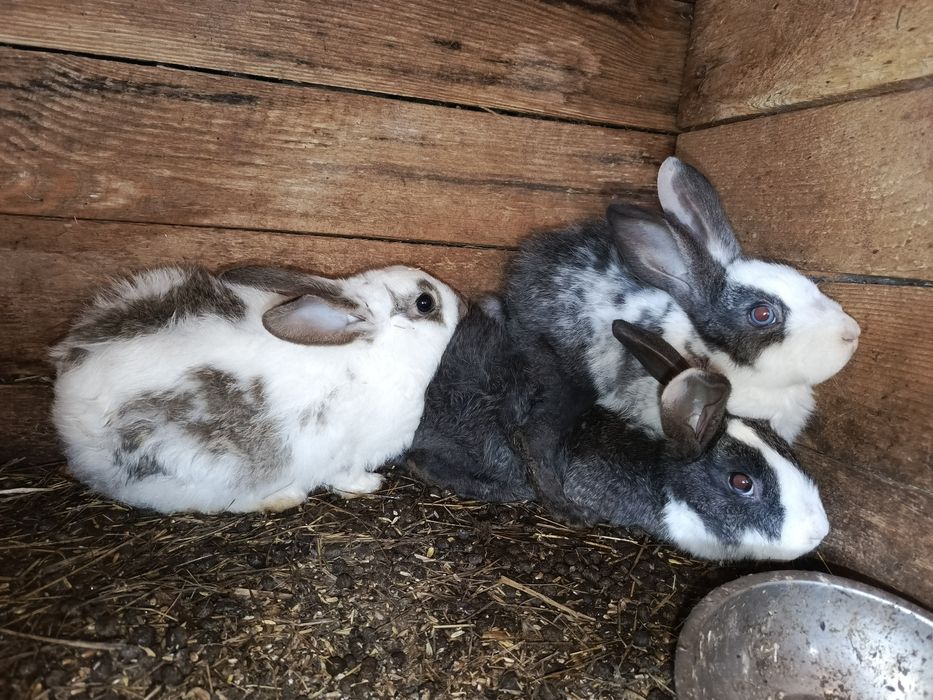 Продам кроликов 2500