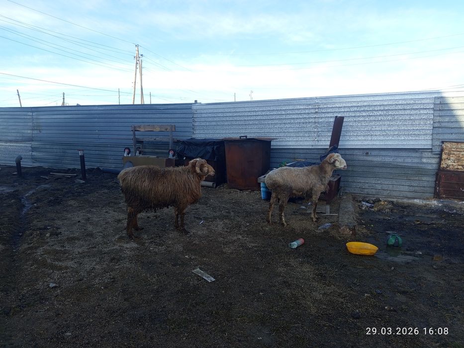 Семіз екі қошқар