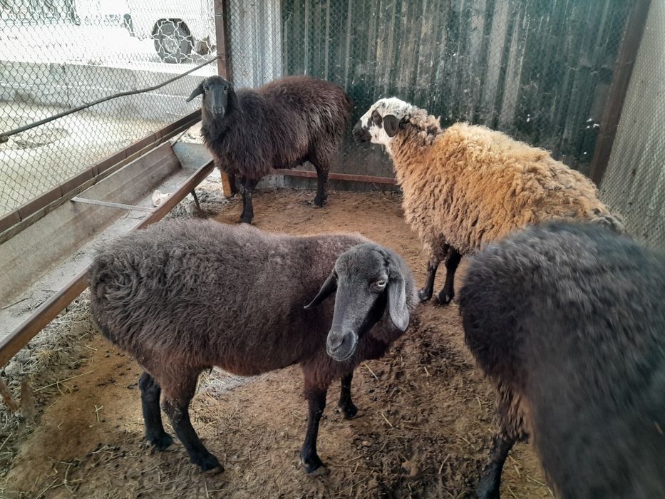 Quylar hamda quchqor sotiladi