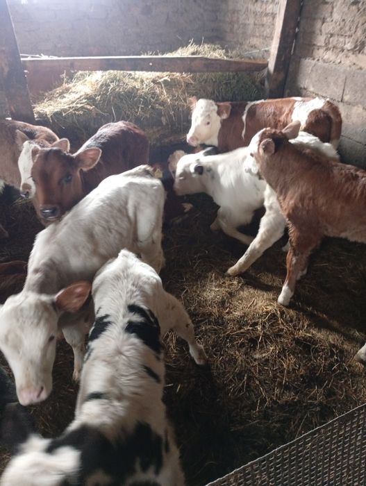 De vânzare tăurași