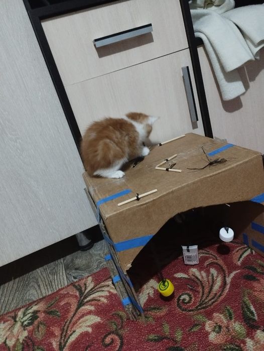 Котята ищют дом помогите приютить