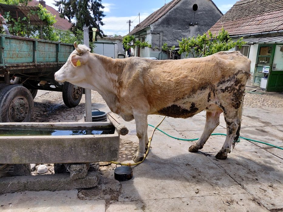 2 vaci fătate cu viței caută locație nouă