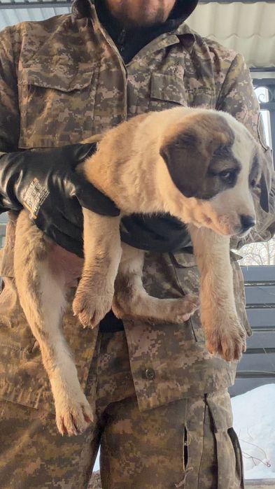 Щенкам 1,5 месяц алабай