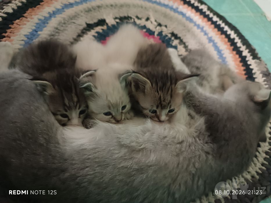 Котята бесплатно