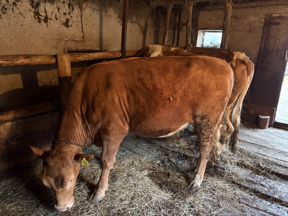 Vând junincă în vârstă de 1 an și 6 luni.