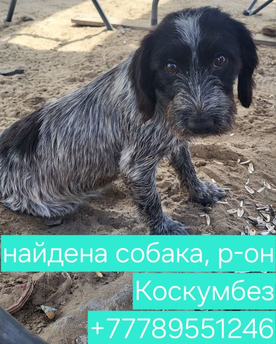 Найдена собака, девочка