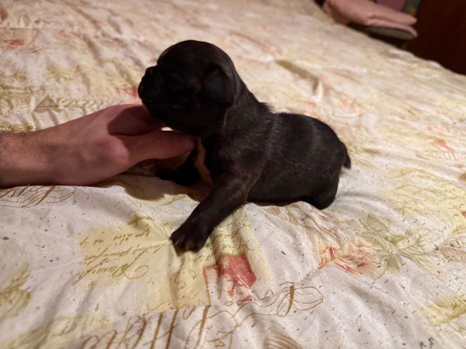 Продавам Френски булдоци