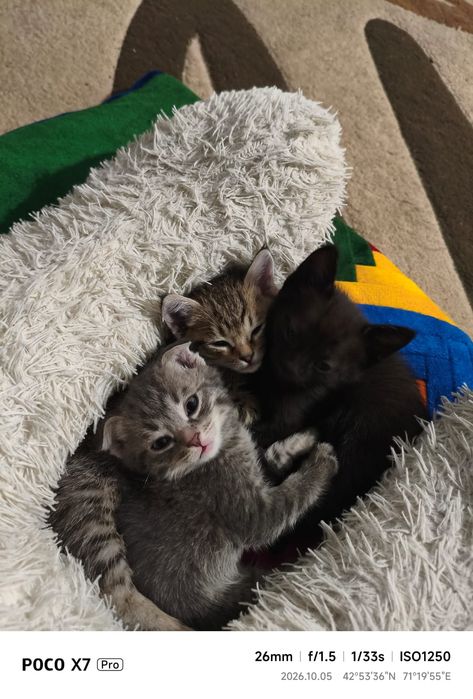Породистые котята