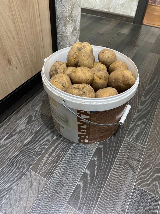 Продам картофель домашний.